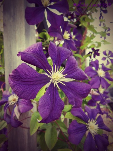clematis blossoms