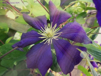 clematis radiance