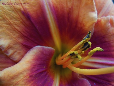 heirloom pollen
