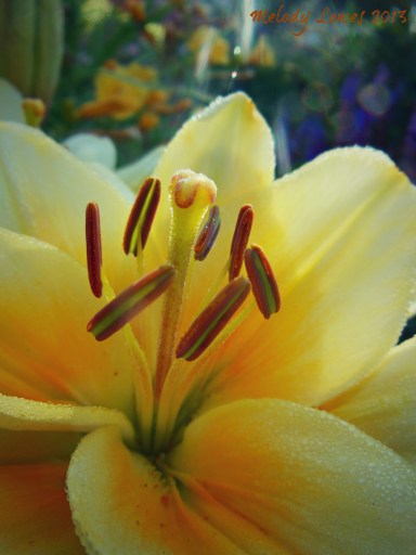 Kansas lily sunlight