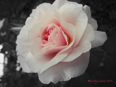 Morden Blush rose