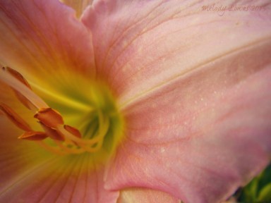 Rosy Returns daylily