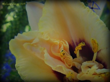 frilly daylily