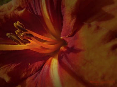 orange daylily