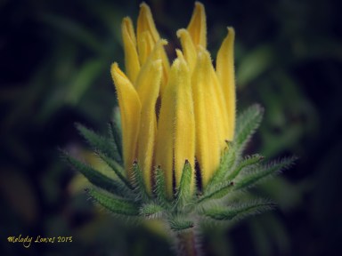 rudbeckia bud