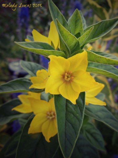 yellow loosestrife