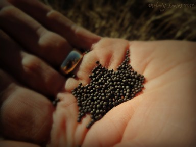 canola seed