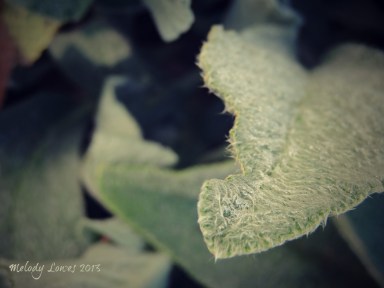 chewed lamb's ear leaf