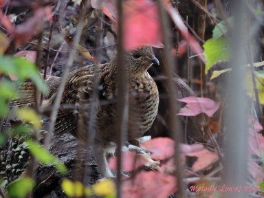 ruffed grouse