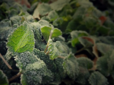 frosted leaves