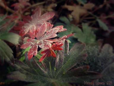 frosty foliage