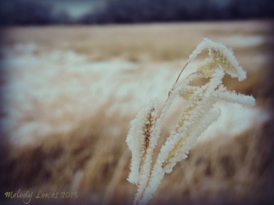 frosty oats