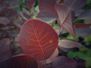 purple smokebush autumn
