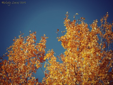 yellow aspen (1)