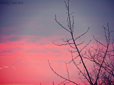 pink sunset