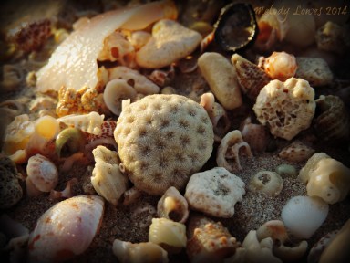 sandy treasures