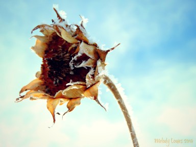 frosty sunflower