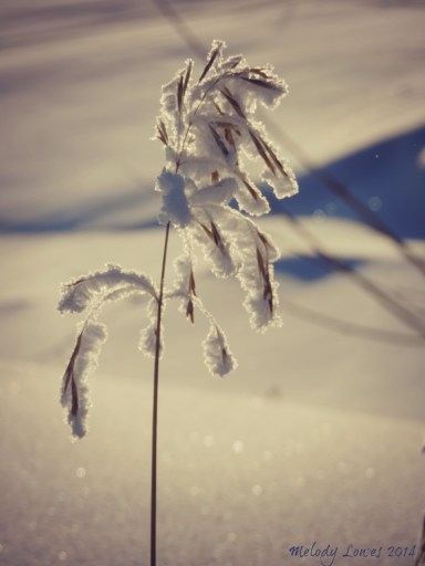 hoarfrosted grass