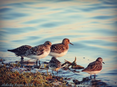 evening plovers