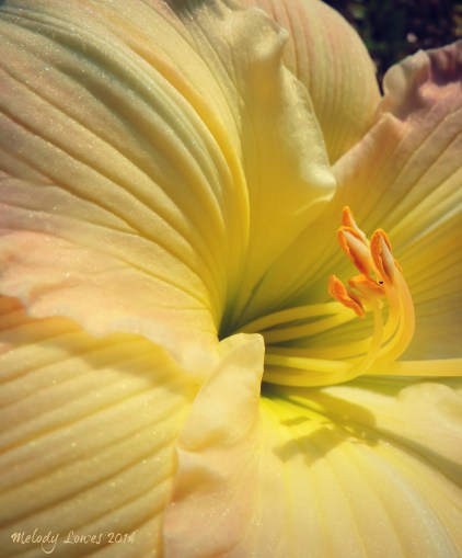 Big Smile daylily