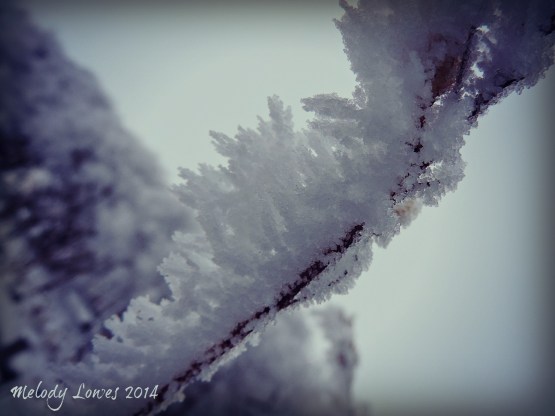 hoarfrosted branch