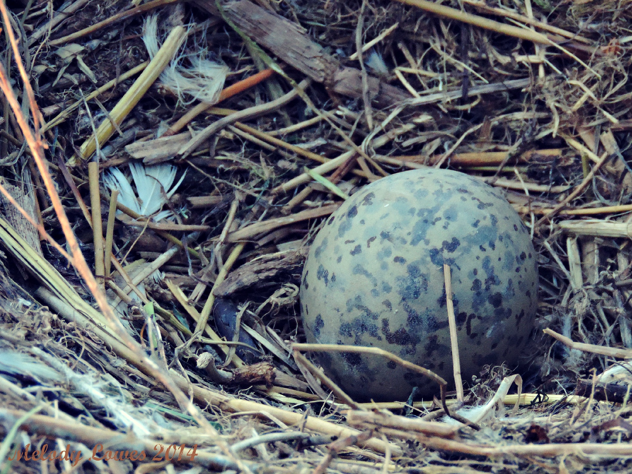 seagull egg