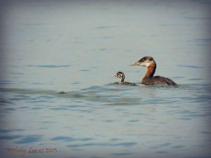 baby grebe