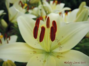 White lily