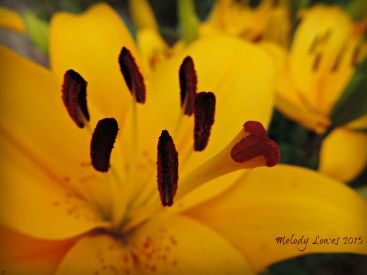 Yellow Diamond Lily