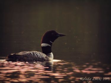 backlit loon