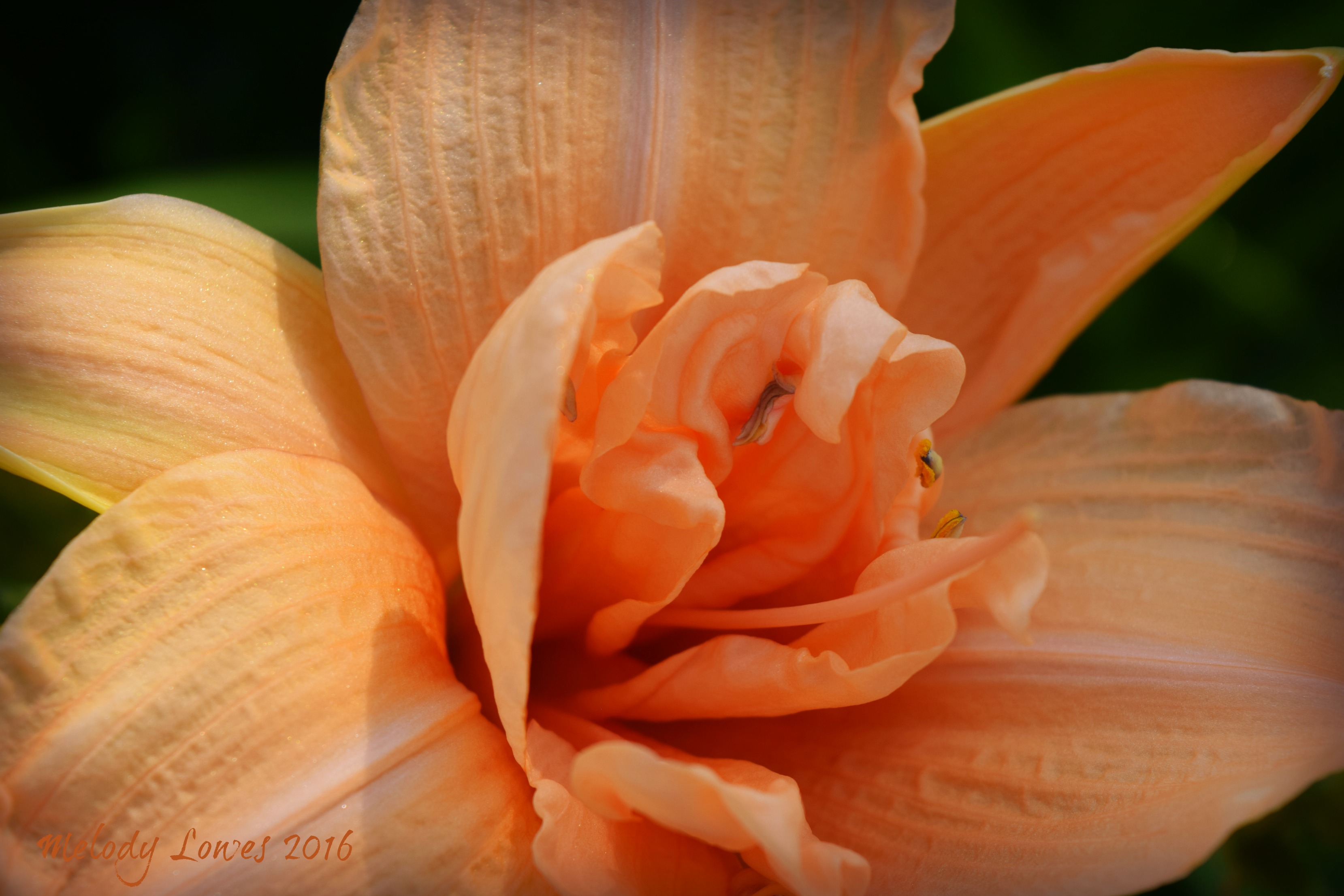 apricot daylily