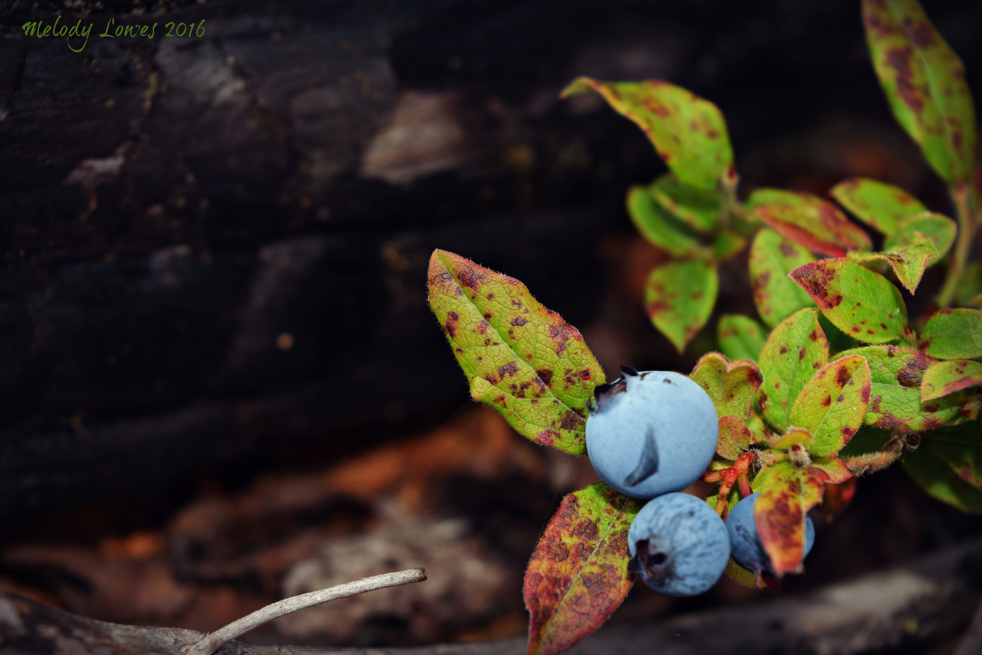 Jan Lake burnt blueberries