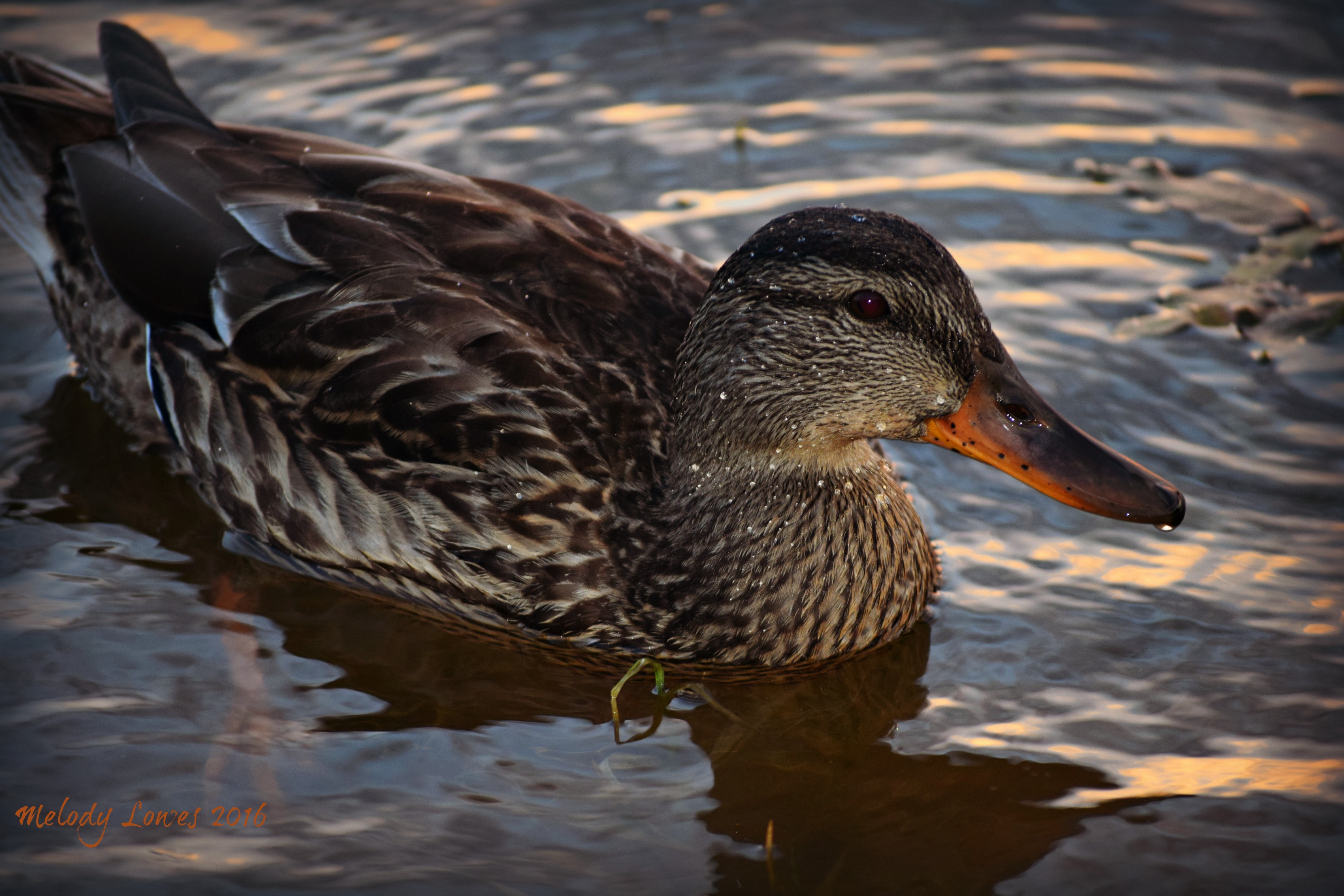 Jan Lake duck2
