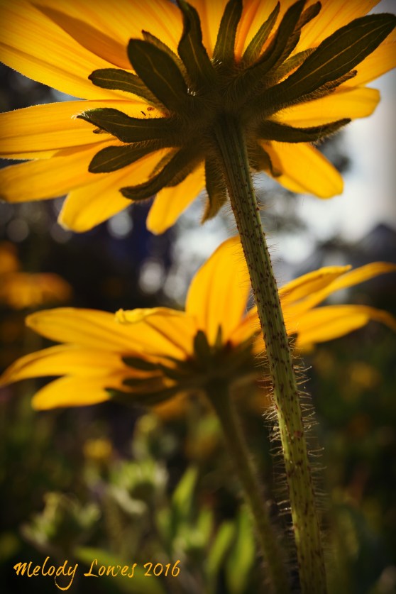 rudbeckia