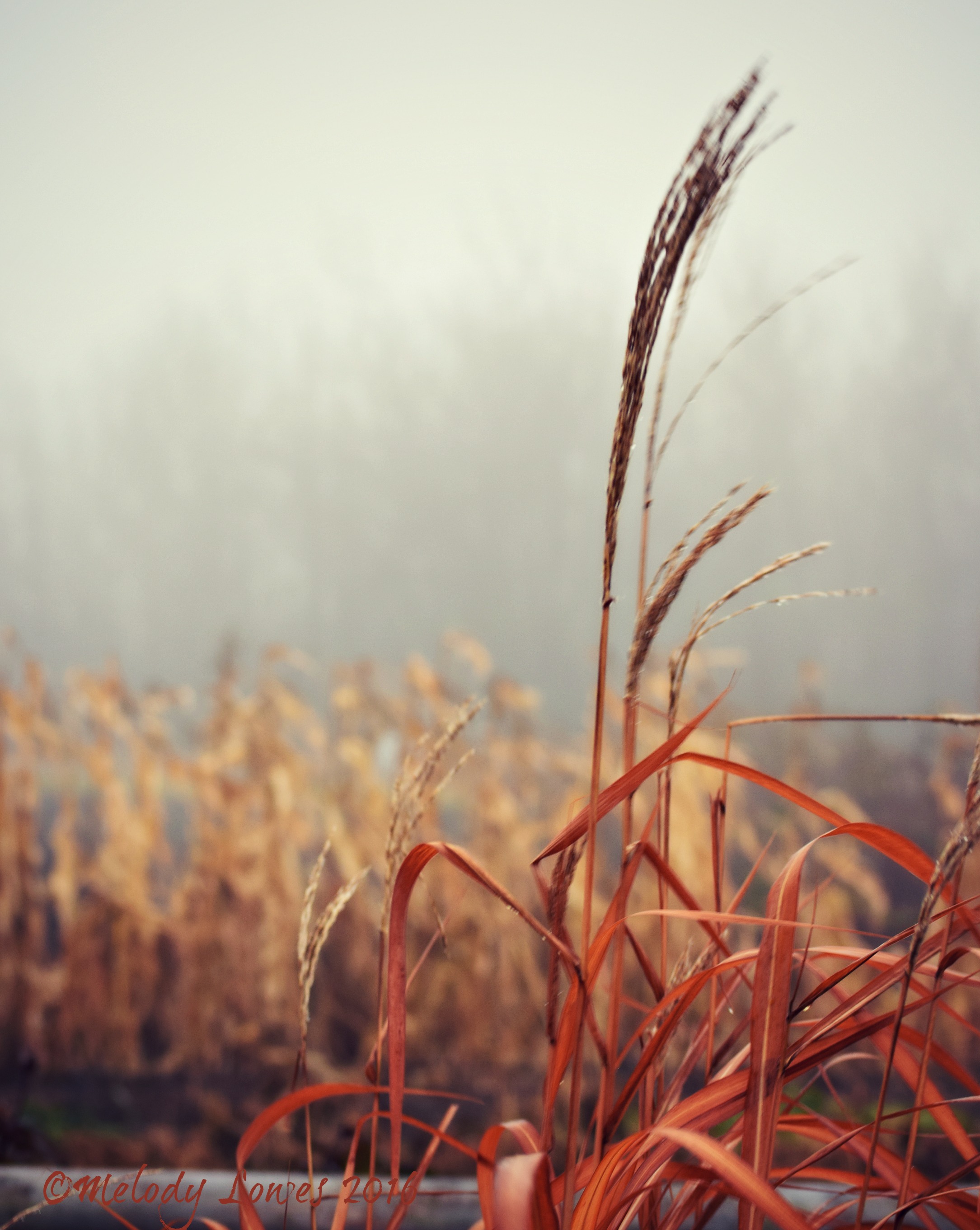 foggy-grasses
