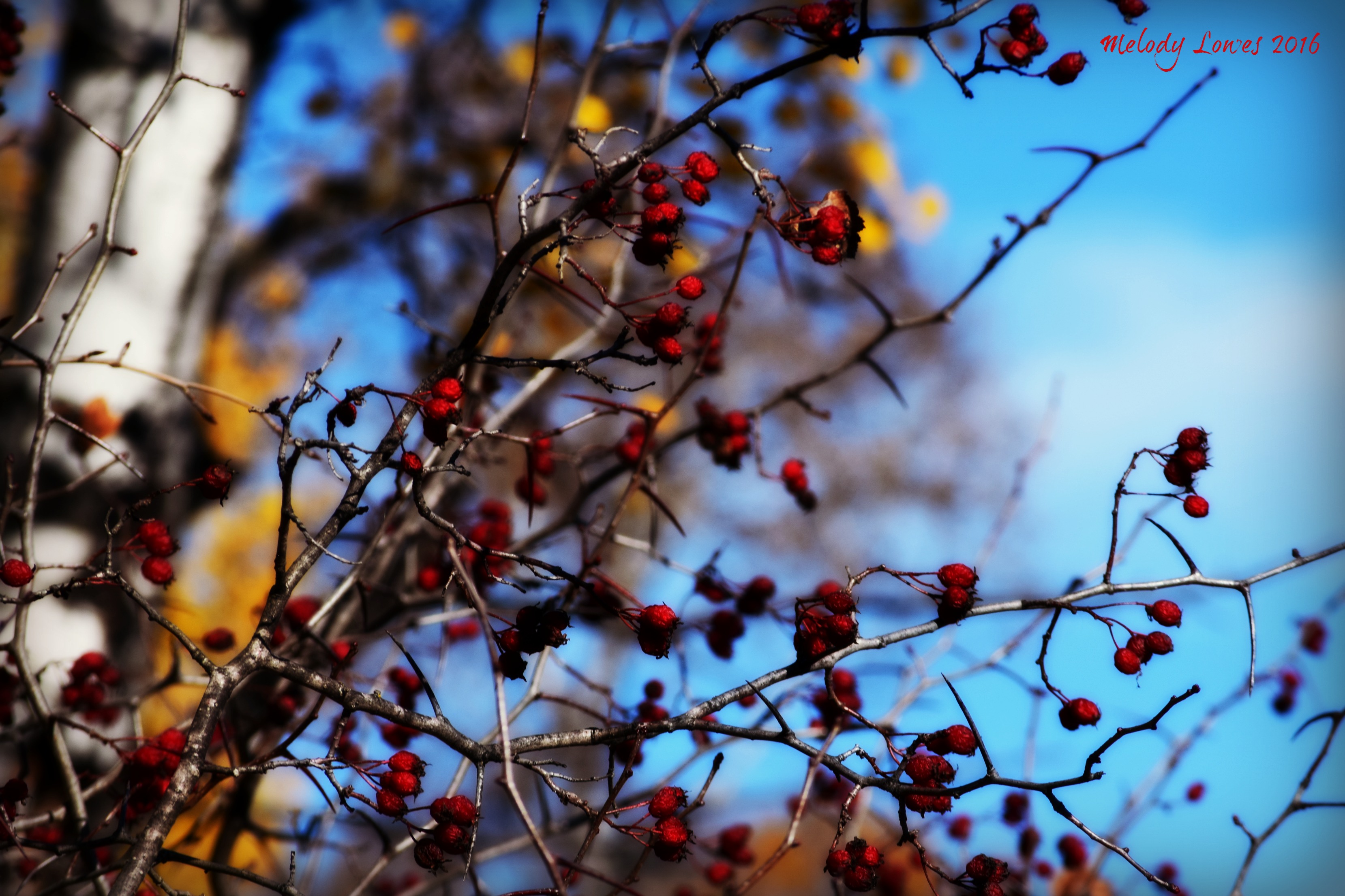 red-berries