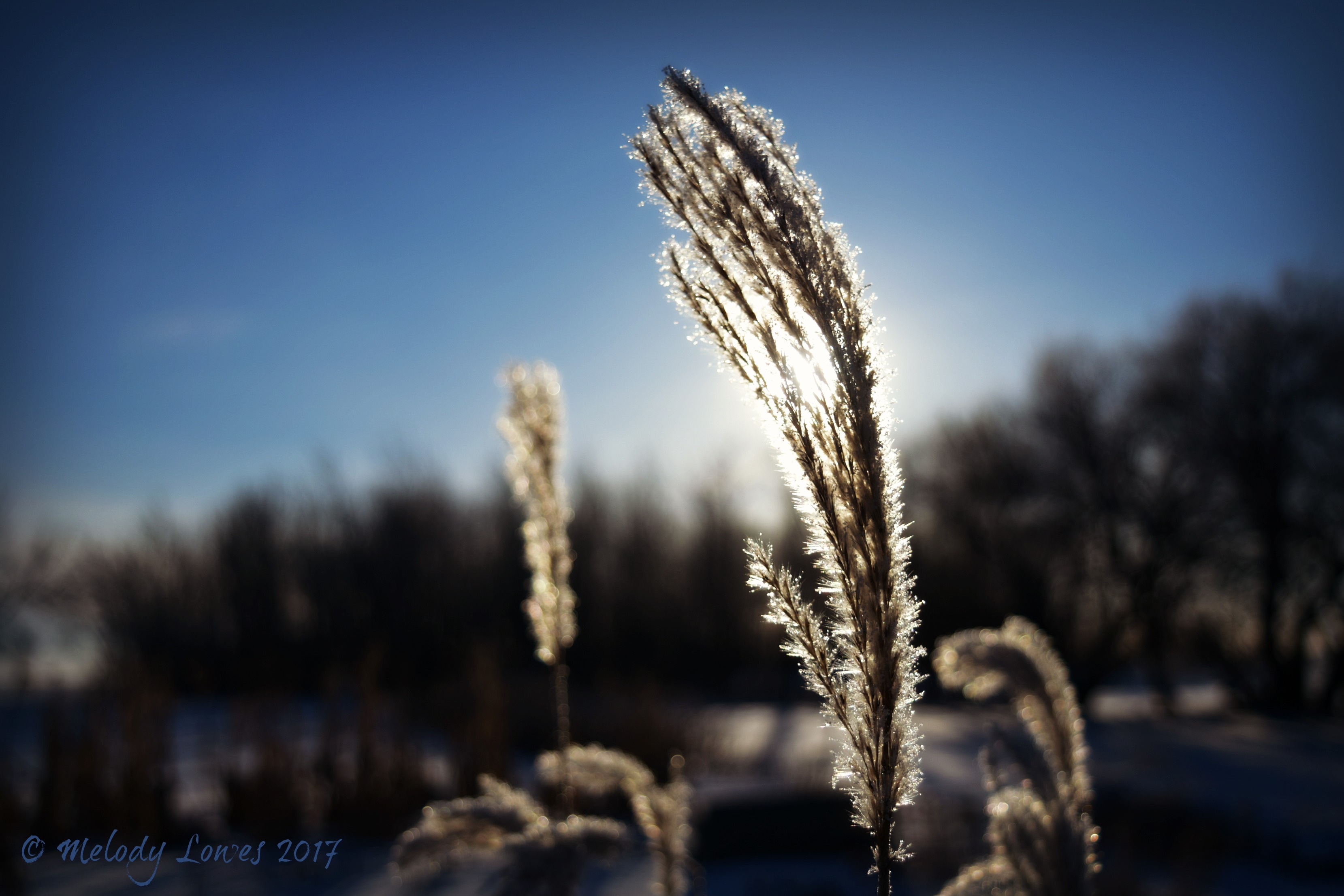 sunlit-grasses