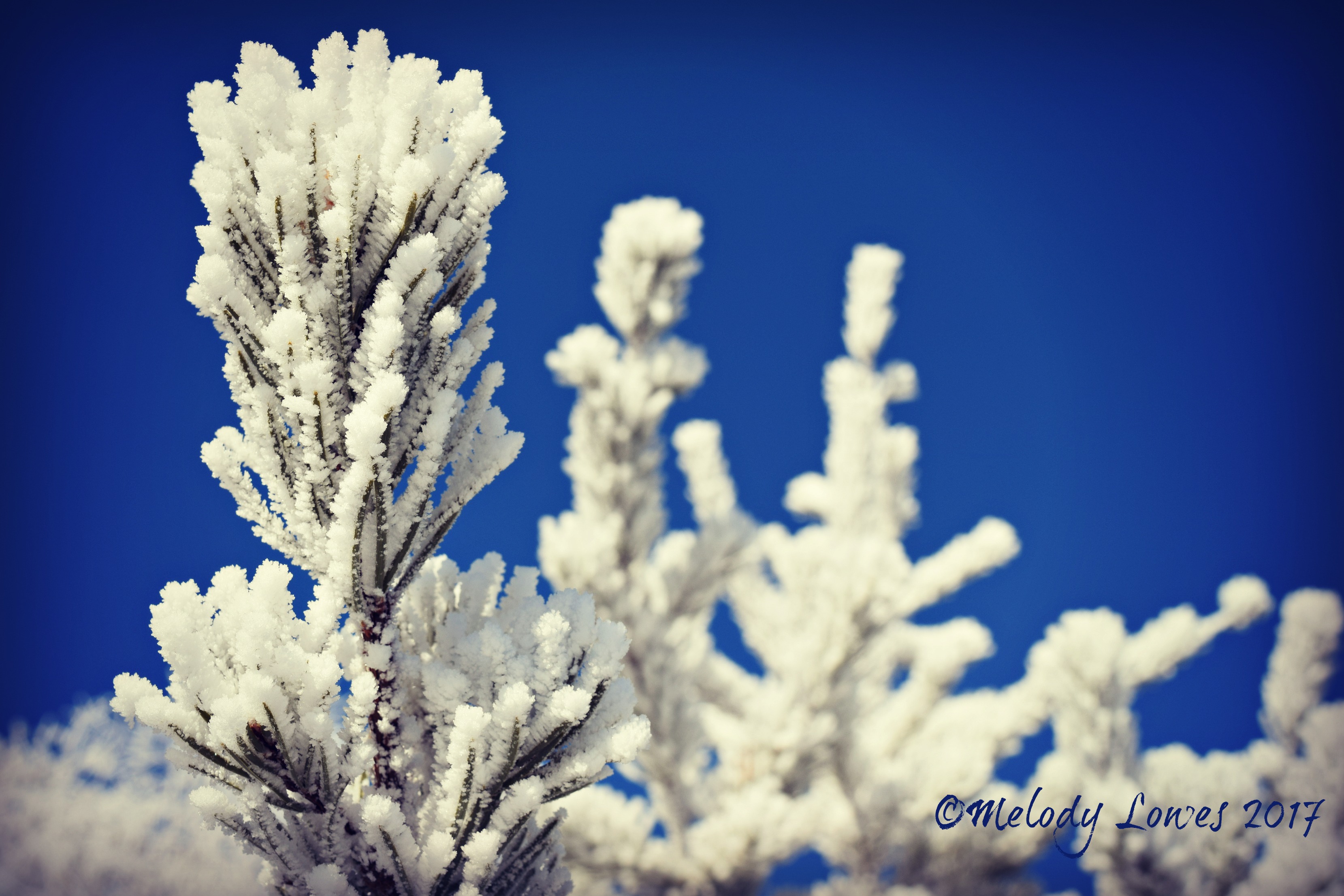 frosty spruce